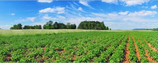 Potato Field